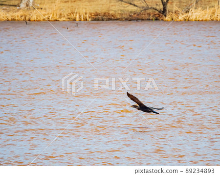Close up shot of Double-crested cormorant flying down to the lake 89234893