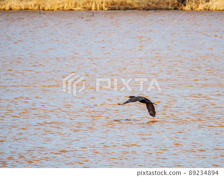 Close up shot of Double-crested cormorant flying down to the lake 89234894