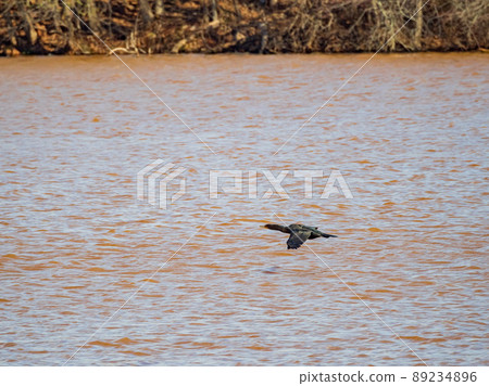 Close up shot of Double-crested cormorant flying down to the lake 89234896