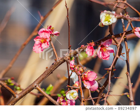 Close up shot of pink plum blossom 89234897