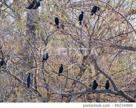 Close up shot of Double-crested cormorant flying down to the lake 89234900