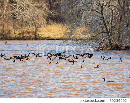 Close up shot of Double-crested cormorant flying down to the lake 89234902
