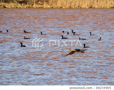 Close up shot of Double-crested cormorant flying down to the lake Close up shot of Double-crested cormorant flying down to the lake 89234905