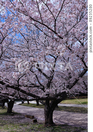Oi Wharf Central Seaside Park Sports Forest Cherry Blossoms 2022 89235280