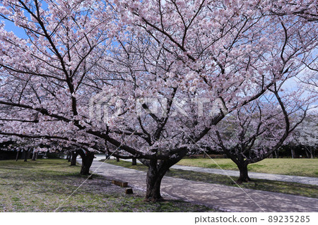 Oi Wharf Central Seaside Park Sports Forest Cherry Blossoms 2022 Oi Wharf Central Seaside Park Sports Forest Cherry Blossoms 2022 89235285