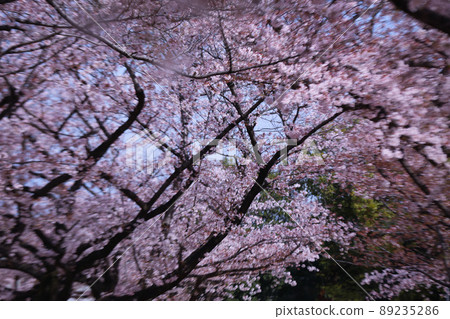Oi Wharf Central Seaside Park Sports Forest Cherry Blossoms 2022 Oi Wharf Central Seaside Park Sports Forest Cherry Blossoms 2022 89235286