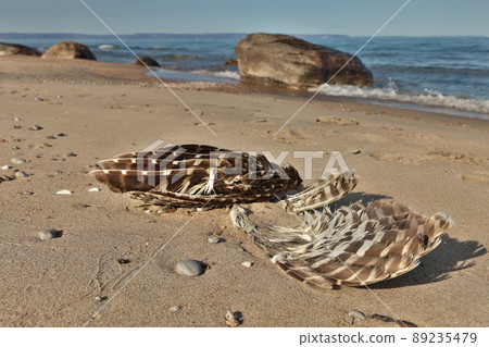 Low Angle Close up of Dead Partially Decomposed or Eaten Seagull or Bird on the Beach Low Angle Close up of Dead Partially Decomposed or Eaten Seagull or Bird on the Beach 89235479