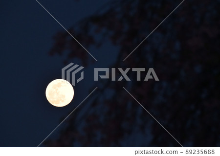 北斗市白州町 4 月 14 日夜晚的月亮和垂枝櫻花在傍晚的天空中升起 北斗市白州町 4 月 14 日夜晚的月亮和垂枝櫻花在傍晚的天空中升起 89235688
