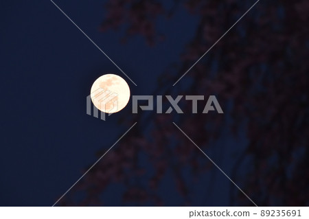 Hakushu-cho, Hokuto City, the moon and weeping cherry blossoms on the 14th night of April rising in the evening sky 89235691