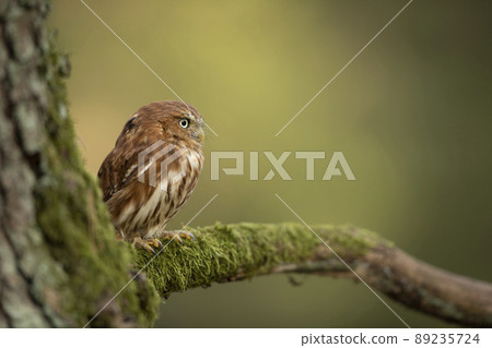 Pygmy-Owl - Glaucidium passerinum sitting on the branch in the colourful forest in summer. Small european owl with the green and forest background 89235724