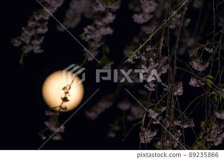 北斗市白州町 4 月 14 日夜晚的月亮和垂枝櫻花在傍晚的天空中升起 北斗市白州町 4 月 14 日夜晚的月亮和垂枝櫻花在傍晚的天空中升起 89235866