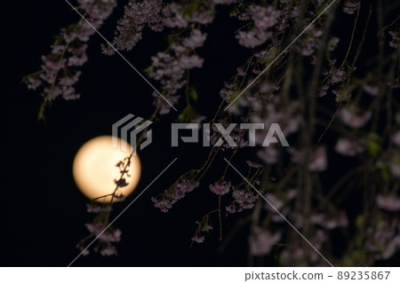 北斗市白州町 4 月 14 日夜晚的月亮和垂枝櫻花在傍晚的天空中升起 北斗市白州町 4 月 14 日夜晚的月亮和垂枝櫻花在傍晚的天空中升起 89235867
