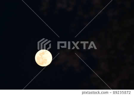 Hakushu-cho, Hokuto City, the moon and weeping cherry blossoms on the 14th night of April rising in the evening sky Hakushu-cho, Hokuto City, the moon and weeping cherry blossoms on the 14th night of April rising in the evening sky 89235872