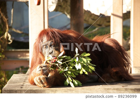 東山動物園的猩猩，躺著吃堅果 89236099