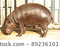 東山動物園的侏儒河馬全身 89236101