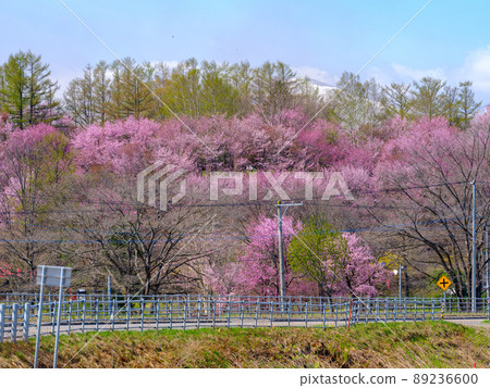 Cherry blossoms in Shimizu park Cherry blossoms in Shimizu park 89236600