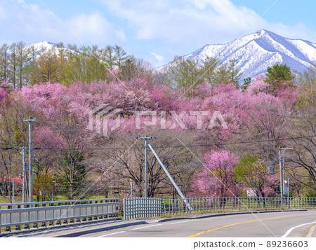 Cherry blossoms in Shimizu park 89236603