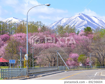 Cherry blossoms in Shimizu park 89236604