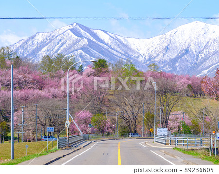 Cherry blossoms in Shimizu park 89236605