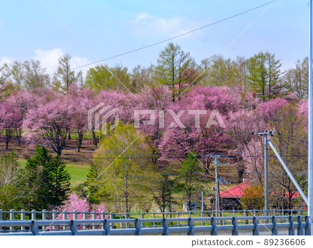 Cherry blossoms in Shimizu park 89236606