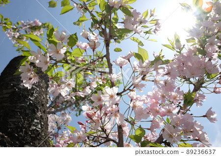 Aozora和Sakura 89236637