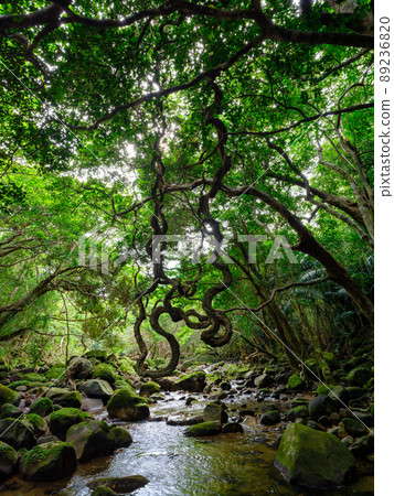 Jungle of Iriomote Island 89236820