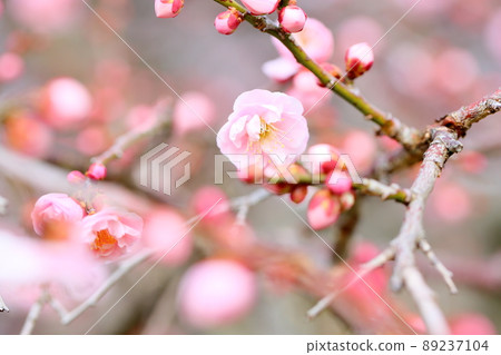 梅花淡粉色垂枝梅 梅花淡粉色垂枝梅 89237104
