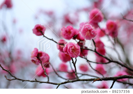 Plum blossom pink weeping plum Plum blossom pink weeping plum 89237356