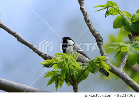Great tit on the tree Great tit on the tree 89237368