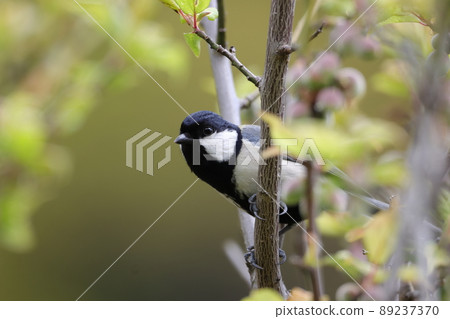 Great tit on the tree Great tit on the tree 89237370