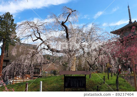 Josenji Temple weeping cherry blossoms Josenji Temple weeping cherry blossoms 89237404