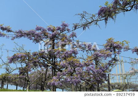 Wisteria flowers growing branches in the blue sky Wisteria flowers growing branches in the blue sky 89237459
