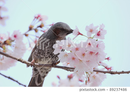 Bulbul sucking the nectar of cherry blossoms Bulbul sucking the nectar of cherry blossoms 89237486