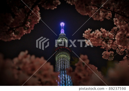 天空樹和夜櫻花 天空樹和夜櫻花 89237598