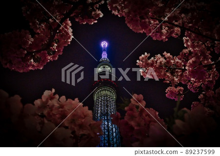 天空樹和夜櫻花 天空樹和夜櫻花 89237599