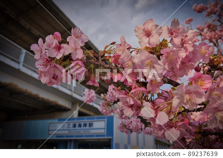 Kawazu cherry tree at Miura coastal station 89237639