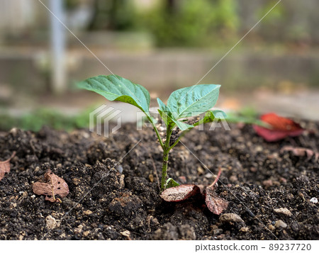 Cute leaves that grew vigorously from the soil 89237720