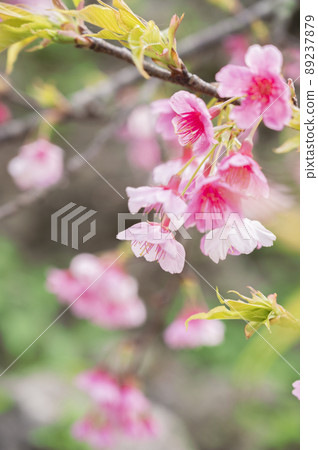 Cold scarlet cherry blossoms in Okinawa 89237879