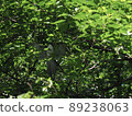 Onagadori buried in green 89238063