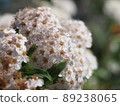 Flowers in full bloom 89238065