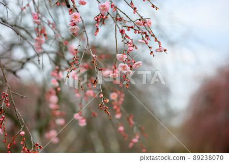 梅花粉色垂枝梅 89238070