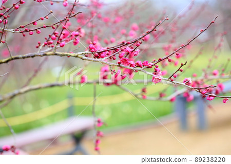 Plum blossom crimson weeping plum 89238220