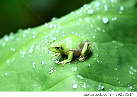 樹蛙 89238514
