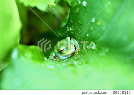 樹蛙 樹蛙 89238515