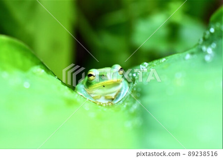 樹蛙 樹蛙 89238516