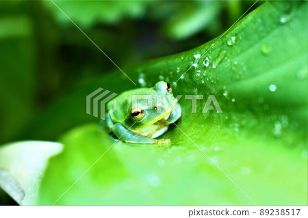 樹蛙 89238517