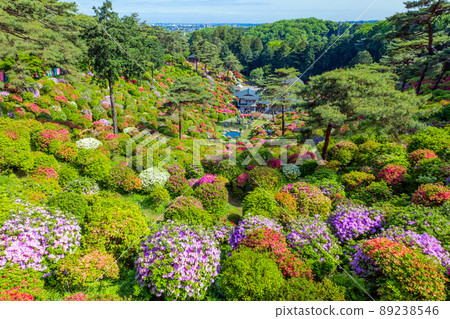 從平和觀音到杜鵑花園 89238546