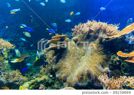Coral and various kinds of fish in the aquarium 89238669