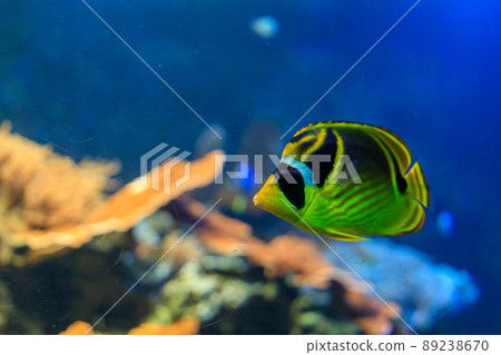 Raccoon butterflyfish in the aquarium Raccoon butterflyfish in the aquarium 89238670