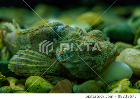 模仿石頭的魔鬼毒刺 89238673